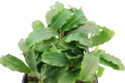 Bucephalandra sp.