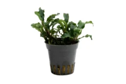 Bucephalandra sp.