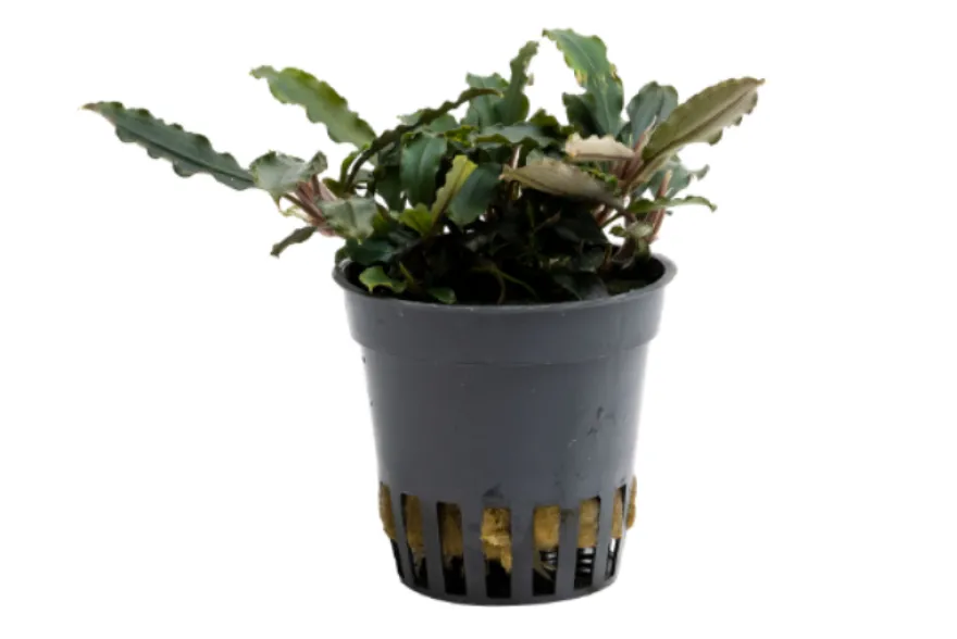 Bucephalandra sp. "Mini Red", im Topf