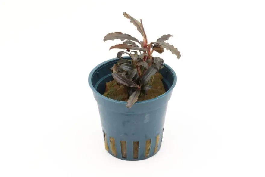 Bucephalandra sp. "Red Scorpio", im Topf