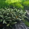 Bucephalandra sp. "Wavy Green Leaf", lose Pflanze