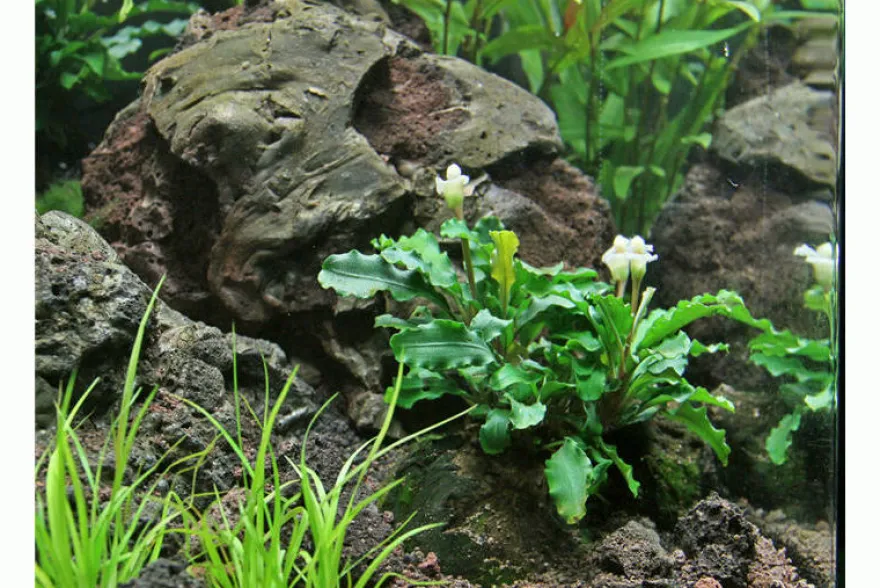 Bucephalandra sp. "Wavy Green Leaf", lose Pflanze