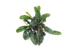 Bucephalandra sp.