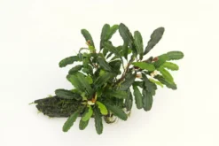 Bucephalandra sp.