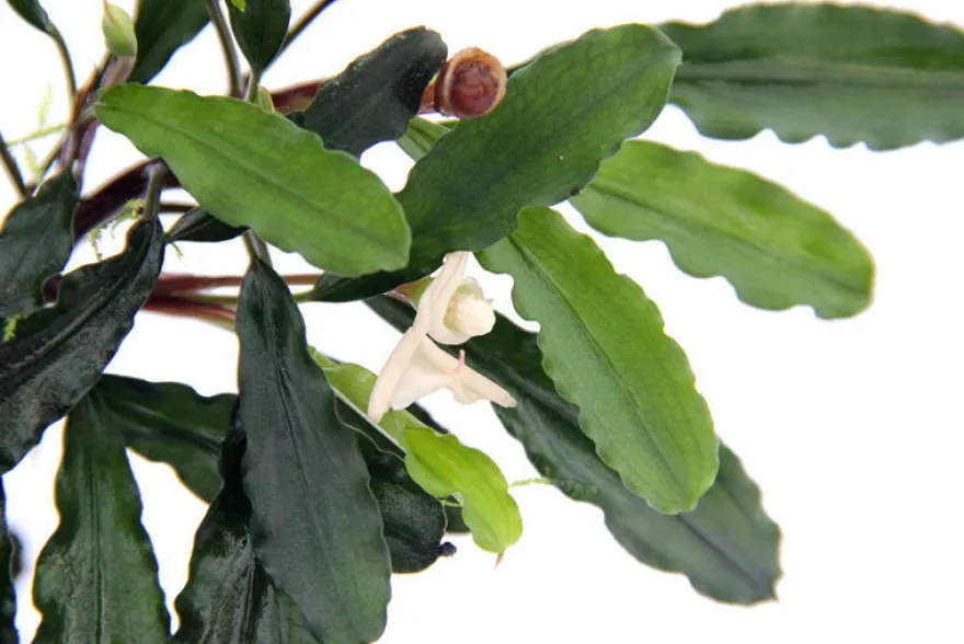 Bucephalandra sp. "Wavy Green Leaf", lose Pflanze