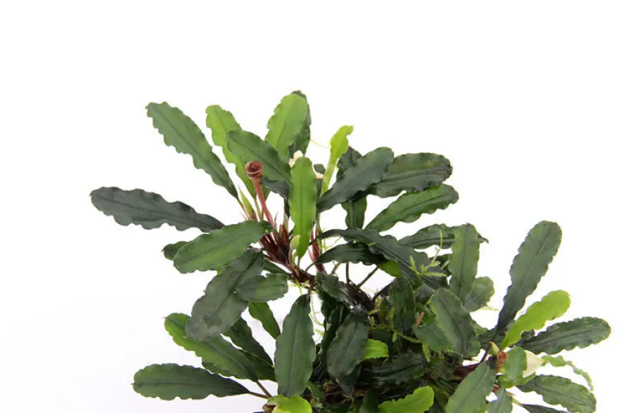 Bucephalandra sp. "Wavy Green Leaf", lose Pflanze