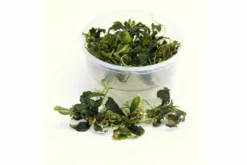 Bucephalandra sp.