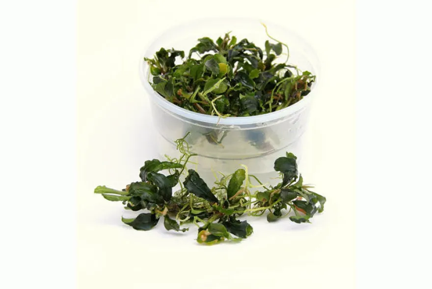 Bucephalandra sp. "Wavy Green Leaf", lose Pflanze