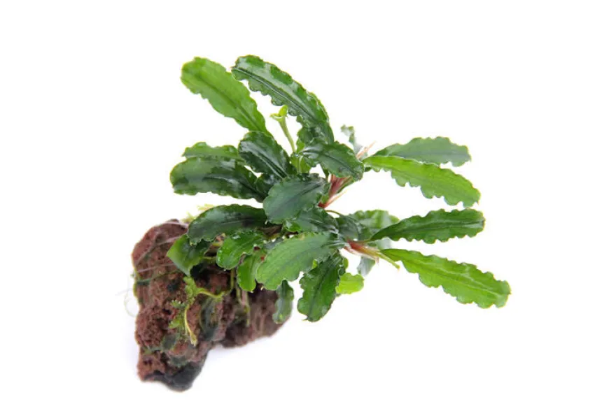 Bucephalandra sp. "Wavy Green Leaf", lose Pflanze