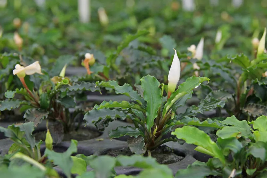 Bucephalandra sp. "Wavy Green Leaf", lose Pflanze