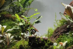 Bucephalandra sp.