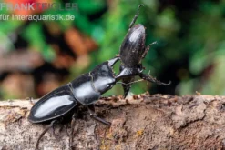 Bucephalus-Hirschkäfer, Dorcus bucephalus, gemischt