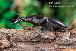 Bucephalus-Hirschkäfer, Dorcus bucephalus, gemischt