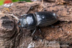 Bucephalus-Hirschkäfer, Dorcus bucephalus, gemischt