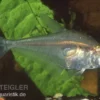 Buckel-Raubsalmler, Charax gibbosus