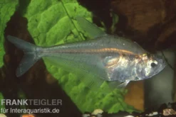 Buckel-Raubsalmler, Charax gibbosus