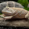Budgett`s-Frosch, Lepidobatrachus laevis