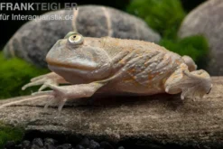 Budgett`s-Frosch, Lepidobatrachus laevis