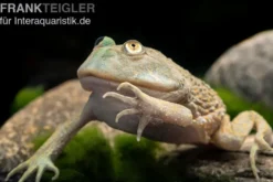 Budgett`s-Frosch, Lepidobatrachus laevis