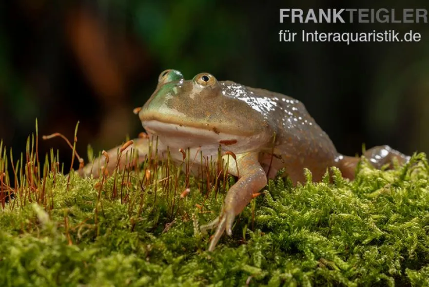 Budgett`s-Frosch, Lepidobatrachus laevis