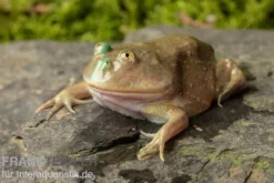 Budgett`s-Frosch, Lepidobatrachus laevis