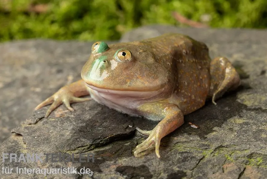 Budgett`s-Frosch, Lepidobatrachus laevis