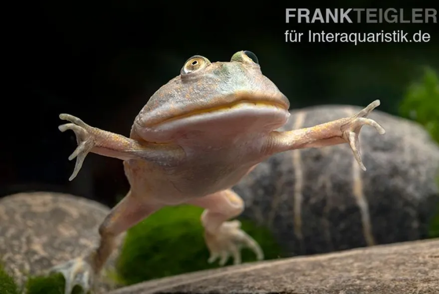 Budgett`s-Frosch, Lepidobatrachus laevis