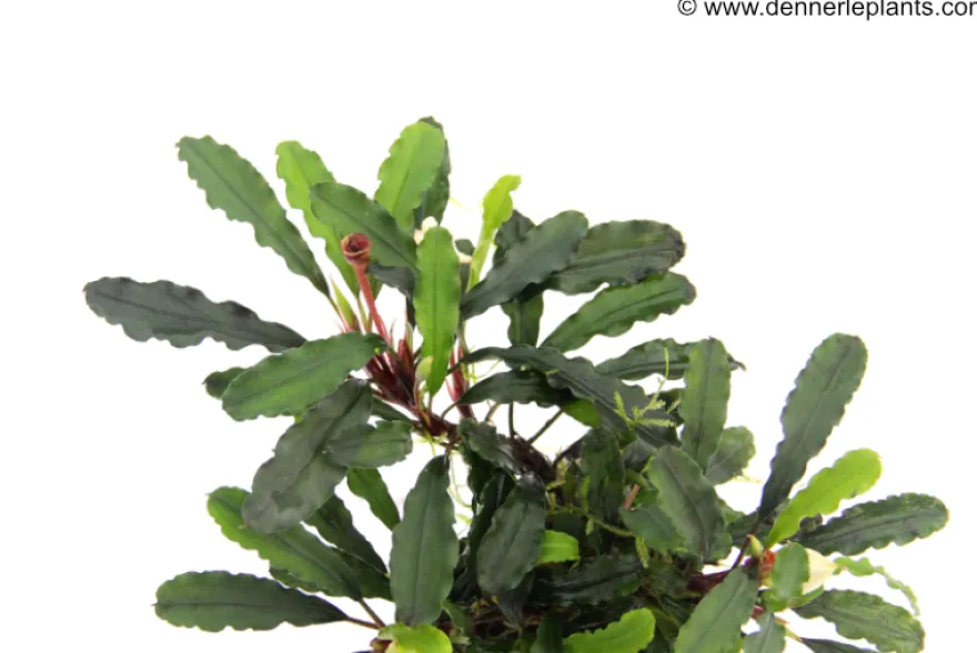 Bukit Kelam-Bucephalandra, Bucephalandra pygmaea "Bukit Kelam", im Topf