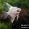 Bulgarian Green Red Cheek Skalar, Pterophyllum scalare