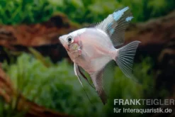 Bulgarian Green Red Cheek Skalar, Pterophyllum scalare