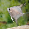 Bulgarian Green Skalar, Pterophyllum scalare