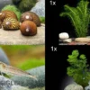 Bundle Algen-SEK: 5 x Rennschnecke + 6 x Amanogarnele Größe M + 2 Pflanzen