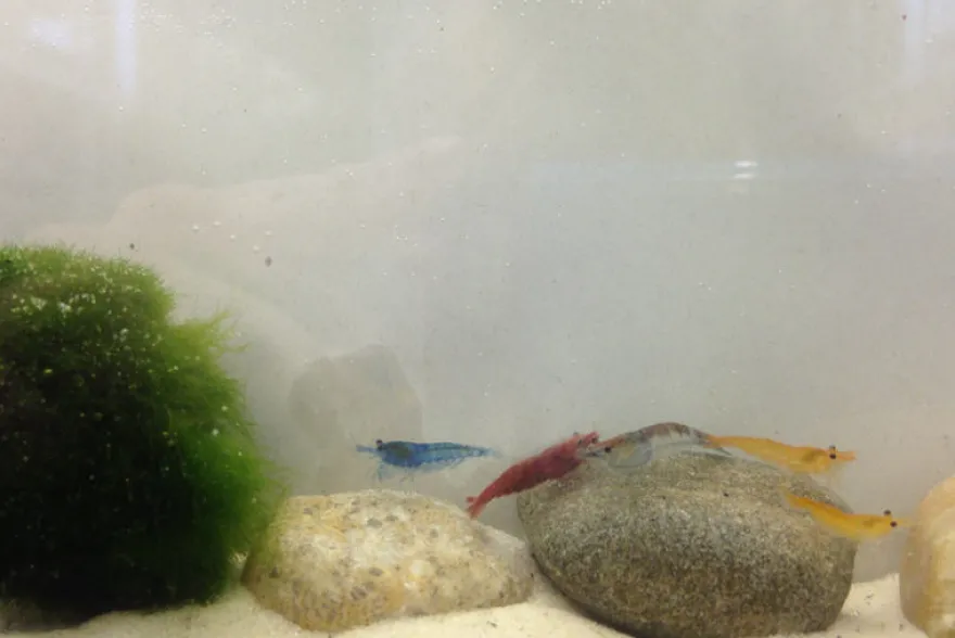 Bundle Bunte Truppe: 10 x Neocaridina im Farbmix + Javamoos