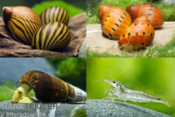 Bundle Große Putz-Truppe: 5 x Rennschnecke + 2 x Tylomelania + 6 x Amanogarnele