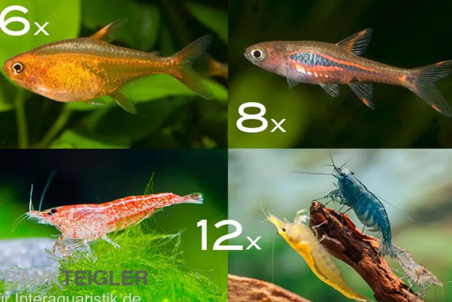 Bundle: Minifische+Garnelen für Becken ab 60 cm