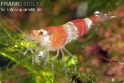 Bundle: 10x Crystal Red Garnele, Caridina logemanni + Moos