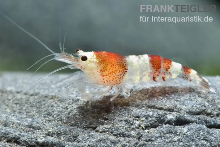 Bundle: 10x Crystal Red Garnele, Caridina logemanni + Moos