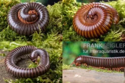 Bundle: 5 x Millipede-Mix, Spirostreptus spec. (5 Tausendfüsser)