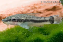 Bundle: 6x Ohrgitterharnischwels, Otocinclus affinis (6 Stück)
