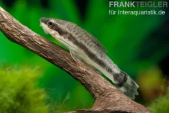 Bundle: 6x Ohrgitterharnischwels, Otocinclus affinis (6 Stück)