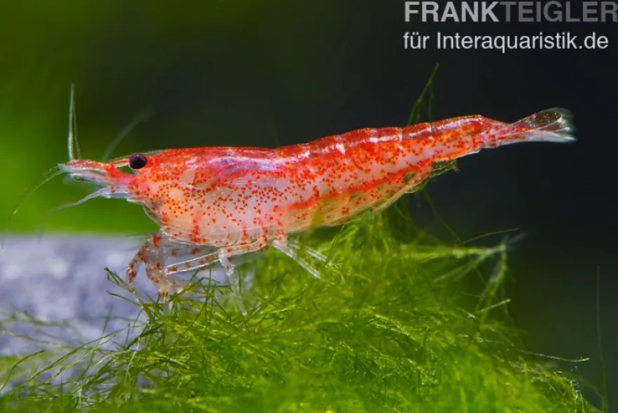 Bundle: 10 x Red Fire, Neocaridina heteropoda Rot + Portion Javamoos