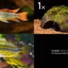 Bundle: 2x Zwergbuntbarsch, Apistogramma cacad.. + Kokosnusshöhle bepflanzt