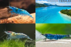 Bundle: Zwerggarnelen-Set "Blaue Lagune", 5 x Blue Jelly + 5 x Blue Dream + 5 x Blue Diamond Garnelen