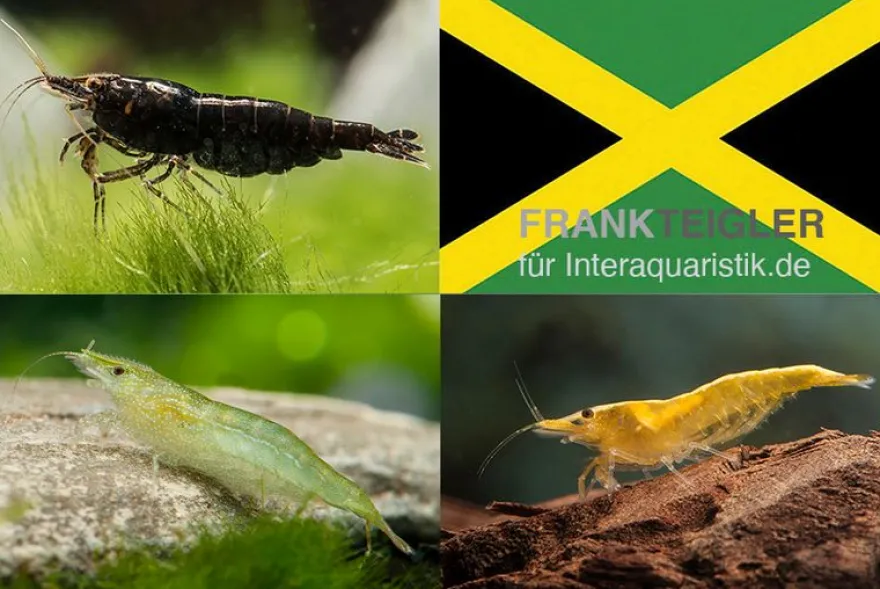 Bundle: Zwerggarnelen-Set "Jamaica", 5 x Chocolate + 5 x Grüne + 5 x Yellow Fire Garnelen
