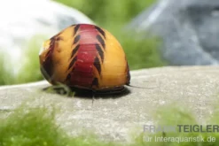 Bunte Rennschnecke, Neritina waigiensis