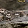 Bunter Maskenleguan, Leiocephalus personatus