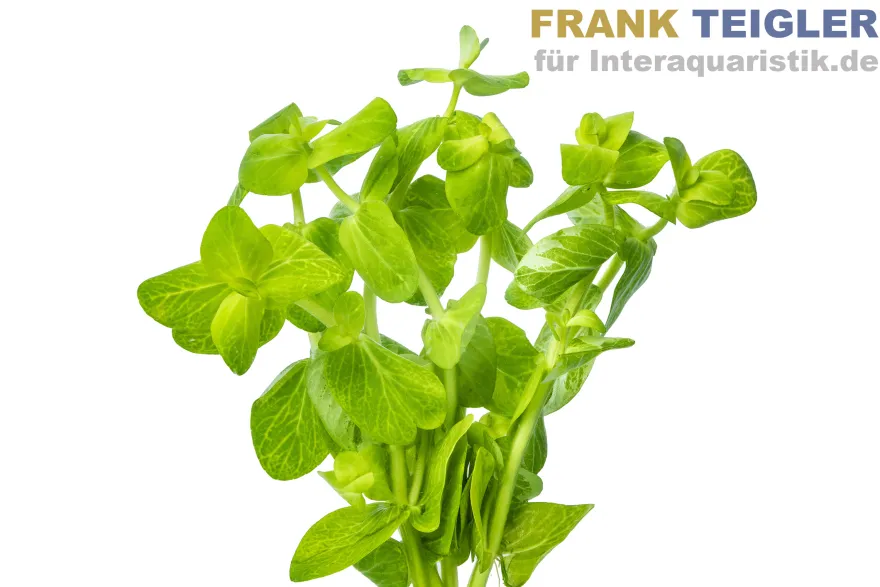 Buntes Carolina-Fettblatt, Bacopa caroliniana variegata, Bund