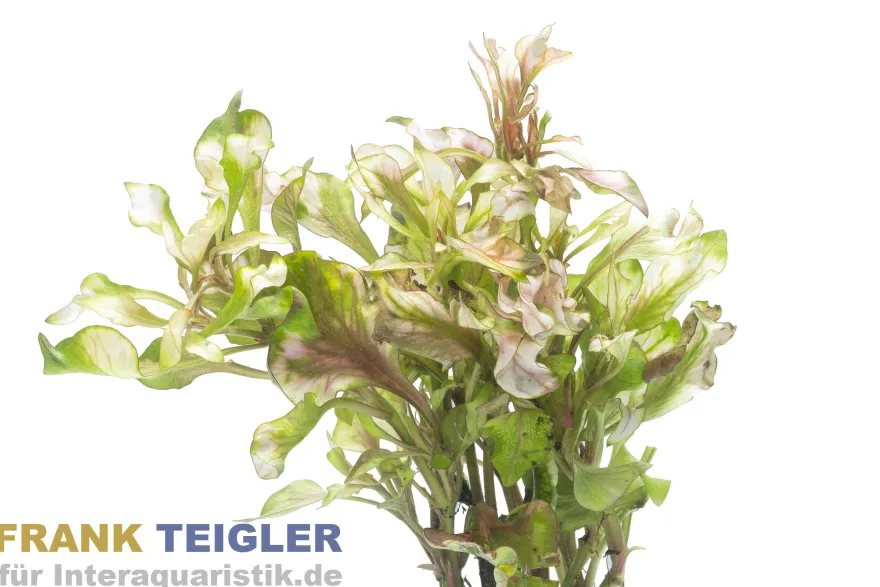 Buntes Sumpf-Papageienblatt, Alternanthera bettzickiana versicolor (Terrariumpflanze), im Topf