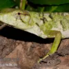 Buntleguan, Polychrus marmoratus
