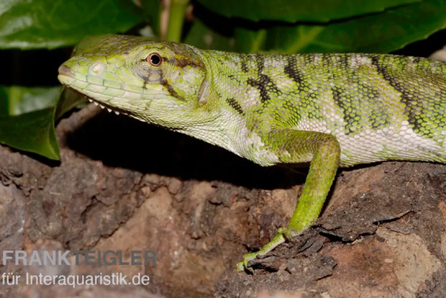 Buntleguan, Polychrus marmoratus